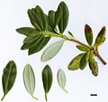 SpeciesSub: subsp. hypolepidotum